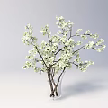 Clear Glass Vase With White Blossom Branches In Minimalist Interior Decor