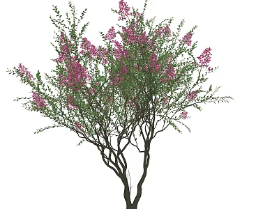 Ornamental Arbor With Pink Blossoms And Green Foliage In Outdoor Garden 3d model