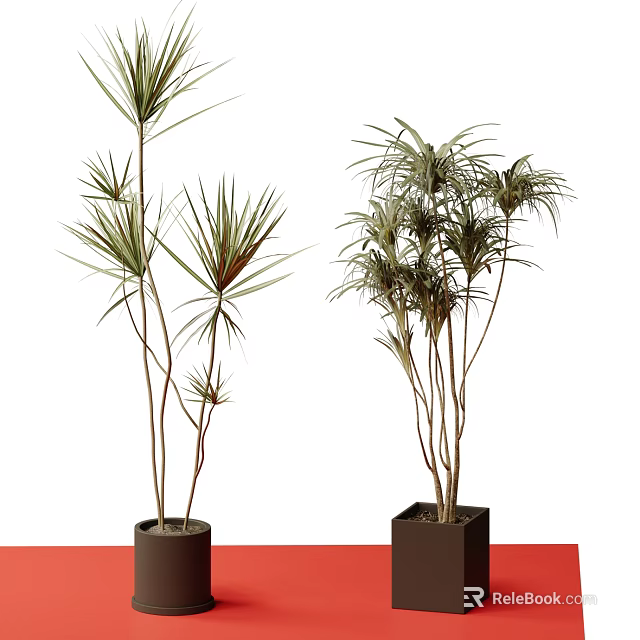 Indoor Dracaena Bonsai Potted Plants With Slender Stems And Green Leaves In Ceramic Pots 3d model 