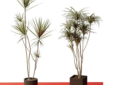 Indoor Dracaena Bonsai Potted Plants With Slender Stems And Green Leaves In Ceramic Pots 3d model