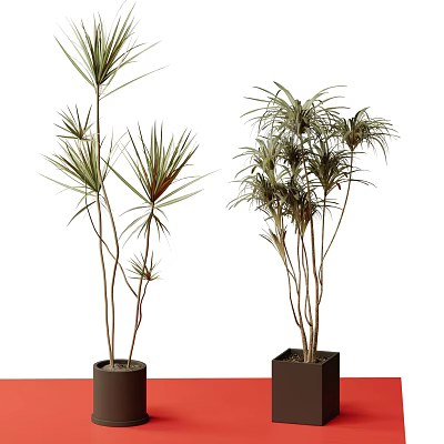 Indoor Dracaena Bonsai Potted Plants With Slender Stems And Green Leaves In Ceramic Pots 3d model