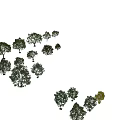 Multiple Arbor Trees of Various Sizes Naturally Growing on Light Colored Background