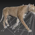 Lioness 3D Model Walking With Realistic Fur And Shadow On Black Background