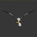 Flying Stork Carrying White Ball In Beak On Dark Background With Reflection