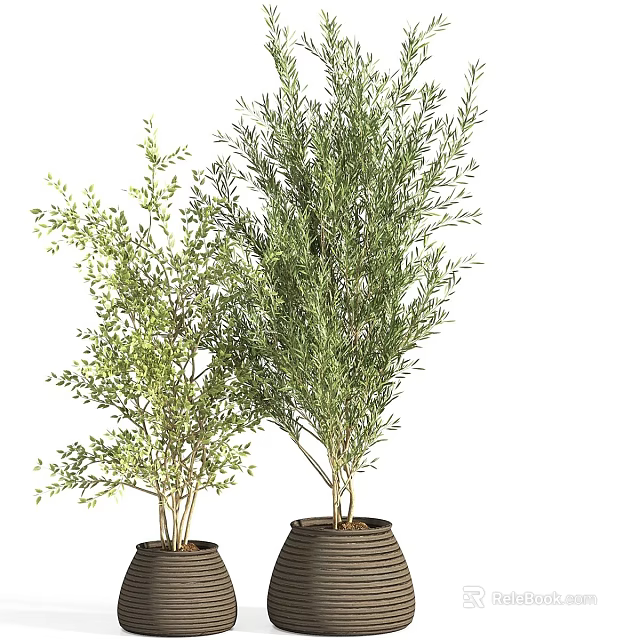Potted Bonsai Plants with Lush Green Foliage and Textured Brown Planters 3d model 