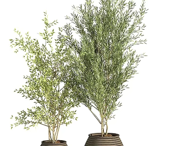 Potted Bonsai Plants with Lush Green Foliage and Textured Brown Planters 3d model