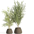 Potted Bonsai Plants with Lush Green Foliage and Textured Brown Planters