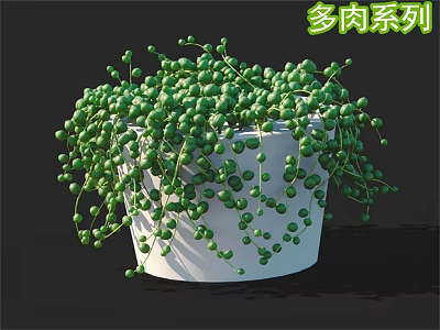 String of Pearls Succulent Plant with Hanging Green Bead Leaves in White Pot 3d model