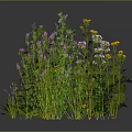 Natural Herb Plants with Pink Yellow White Flowers and Green Stems