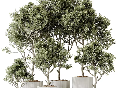 Decorative Bonsai Potted Plants Showcasing Lush Green Leaves in Modern Pots 3d model