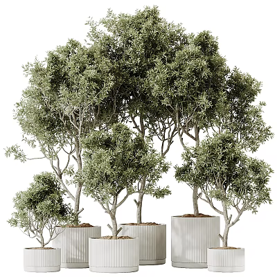 Decorative Bonsai Potted Plants Showcasing Lush Green Leaves in Modern Pots 3d model