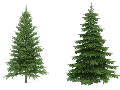 Pair of Evergreen Trees With Lush Green Foliage Dense Branches And Tall Trunks 3d model