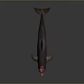 Detailed Dolphin Character 3D Model With Open Mouth And Reflection On Dark Background 3d model