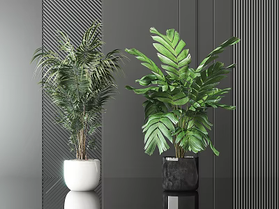Potted Palm And Broad Leaf Plants In White And Black Pots For Modern Interior 3d model