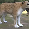 Modern Persian Leopard Anatolian Leopard Caucasian Leopard Animal Creatures 3d model
