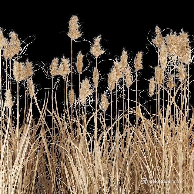 Golden Colored Reeds Grass With Slender Stems Against Black Background 3d model 