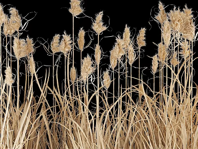Golden Colored Reeds Grass With Slender Stems Against Black Background 3d model