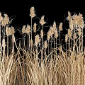 Golden Colored Reeds Grass With Slender Stems Against Black Background