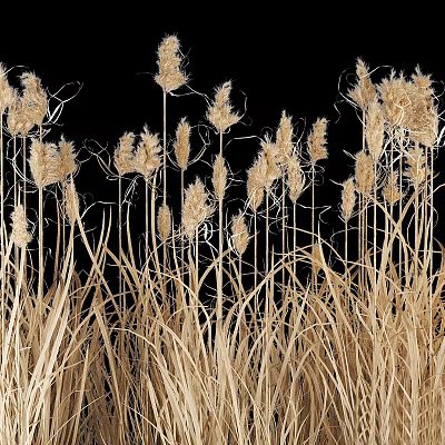 Golden Colored Reeds Grass With Slender Stems Against Black Background 3d model