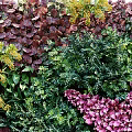 Decorative Living Plant Wall With Purple Star Shaped Design And Colorful Foliage