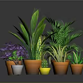 Indoor Potted Plants With Green Foliage Purple Flowers And Colorful Pots For Home Decor