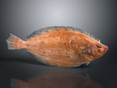 Orange Spotted Flatfish With Fresh Appearance And Flat Body On Dark Background 3d model
