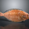 Orange Spotted Flatfish With Fresh Appearance And Flat Body On Dark Background