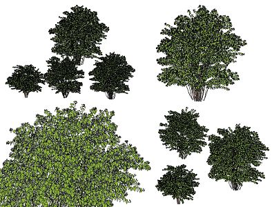 shrub hedge dwarf tree 3d model