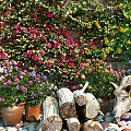 Living Plant Wall with Lush Vines Colorful Flowers Palms Logs and Pebbles Under Blue Sky