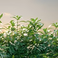 Lush Green Plants With Vibrant Leaves Under Bright Sunlight Against Sky Background
