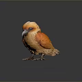 Vibrant Orange and Yellow Bird with White Head Feathers Standing on Dark Reflective Surface