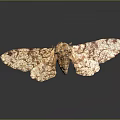Moth With Brown And White Patterned Wings On Dark Surface With Reflection