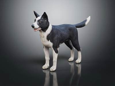 Black and white dog standing on black background with clear reflection 3d model
