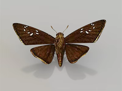 Detailed Brown Flying Insect With White Spots And Golden Wing Edges 3d model