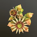 3D Model Flower With Yellow Orange Petals Green Center And Unopened Buds