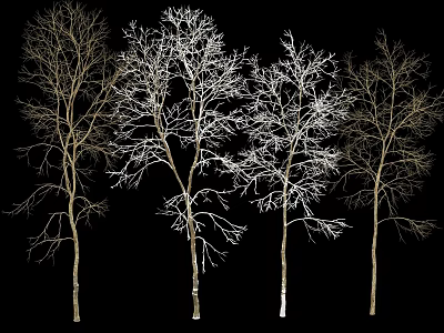 Four Leafless Trees with Slender Trunks and Spreading Branches Against Black Background 3d model