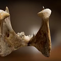 Human Bone Structure Anatomical Model Medical Device for Medical Education and Research
