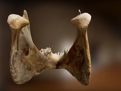 Modern Bone Chin 3d model