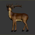 Brown Deer With Large Antlers Standing In Full Body Natural View