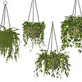 Lush Trailing Hanging Basket Plants With Green Foliage On White Background