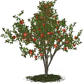Pomegranate Tree With Lush Green Leaves And Ripe Red Fruits Growing On Grass