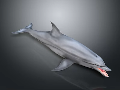 Realistic 3D Gray Dolphin Model With Open Mouth On Black Background 3d model