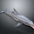 Realistic 3D Gray Dolphin Model With Open Mouth On Black Background 3d model