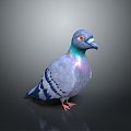 Pigeon Edible Pigeon Play Pigeon Racing Pigeon Military Pigeon Experimental Pigeon Wild Pigeon Rock Pigeon Raw Pigeon 3d model