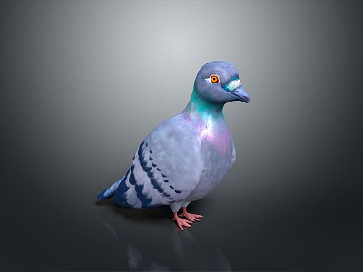 Pigeon Edible Pigeon Play Pigeon Racing Pigeon Military Pigeon Experimental Pigeon Wild Pigeon Rock Pigeon Raw Pigeon 3d model