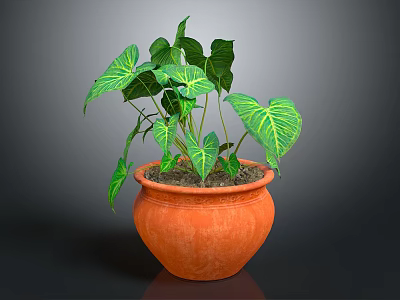 Green Leafy Plant with Yellow Veins Growing in Orange Terracotta Pot 3d model