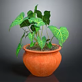 Green Leafy Plant with Yellow Veins Growing in Orange Terracotta Pot