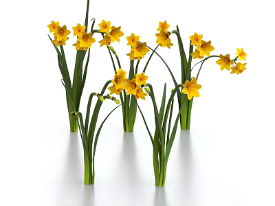 Vibrant Yellow Daffodils with Green Stems in Clusters on White Background 3d model