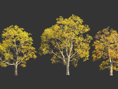 Three Trees With Vibrant Yellow Leaves Against Dark Black Background 3d model
