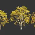 Three Trees With Vibrant Yellow Leaves Against Dark Black Background 3d model